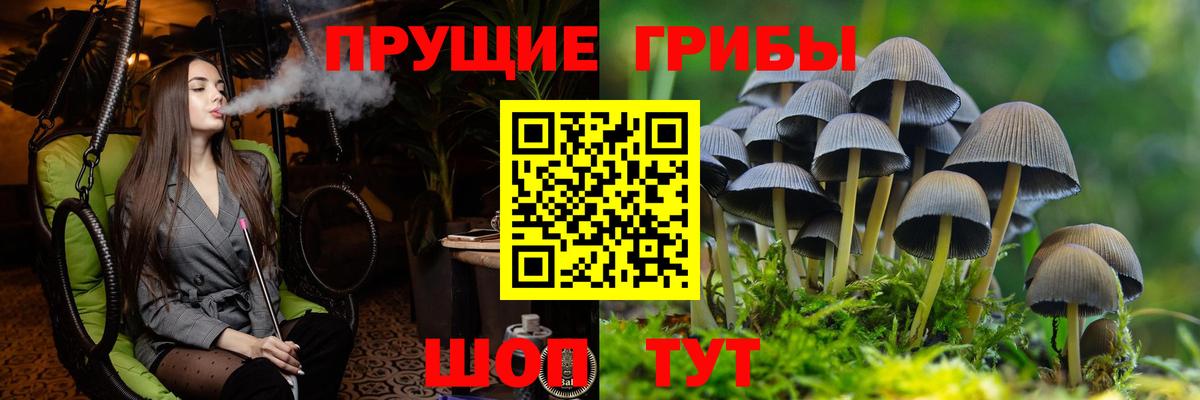 Псилоцибиновые грибы прущие грибы  Сосновый Бор 